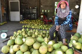 Quả đặc sản mất mùa, rớt giá, nông dân vùng &quot;thập ngũ tiên sa&quot; buồn thiu  第3张