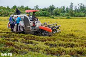 Những vựa lúa trĩu bông được người dân Hậu Giang cứu ra sao sau mưa bão?