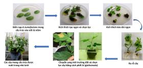 Chỉnh sửa gene giảm đường khó tiêu trong cây đậu tương 