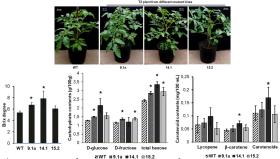 Chỉnh sửa gene giảm đường khó tiêu trong cây đậu tương 