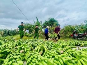  385 ha chuối bị đổ sau bão số 3, tuổi trẻ Thái Bình kêu gọi hỗ trợ nông dân tiêu thụ chuối xanh 