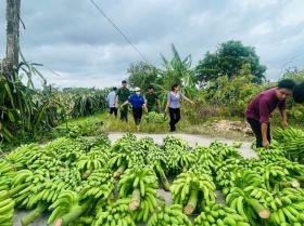  385 ha chuối bị đổ sau bão số 3, tuổi trẻ Thái Bình kêu gọi hỗ trợ nông dân tiêu thụ chuối xanh 