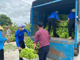  385 ha chuối bị đổ sau bão số 3, tuổi trẻ Thái Bình kêu gọi hỗ trợ nông dân tiêu thụ xanh 第4张