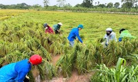  385 ha chuối bị đổ sau bão số 3, tuổi trẻ Thái Bình kêu gọi hỗ trợ nông dân tiêu thụ xanh 第9张