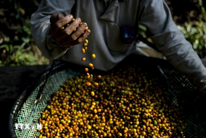  Giá càphê arabica tăng lên mức cao nhất 13 năm do lo ngại về nguồn cung 