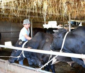 Nông dân Quảng Nam liên kết nuôi bò 3B vỗ béo từ kênh tín dụng tiện lợi