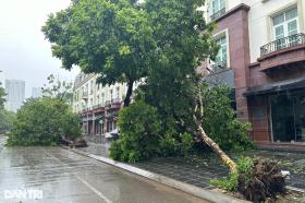 Cảnh hoang tàn sau bão Yagi tại các khu đô thị ở Hà Nội