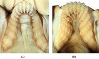  Phát hiện loài rắn mới dài gần 2,5 mét ở Vườn Quốc gia Bạch Mã 第6张