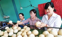  Bến Tre thu hơn nửa tỷ đô la mỗi năm từ dừa 