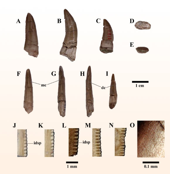  Phát hiện loài quái thú mới ở Thái Lan, họ hàng của T-rex 第2张