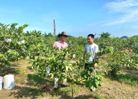 Trồng rau, củ, quả làm thực phẩm an toàn, cứ 1ha, HTX này ở Ninh Bình đạt doanh thu 600 triệu/năm