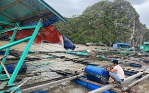 Doanh nghiệp trao tặng tiền, con giống, thức ăn... trị giá trên 190 tỷ đồng cho các địa phương thiệt hại do bão số 3  第9张